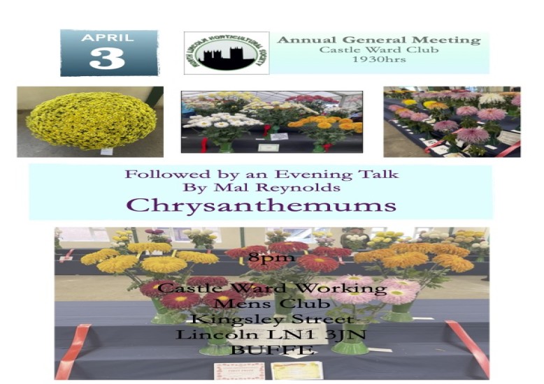 agm-chrysanthemum-talk