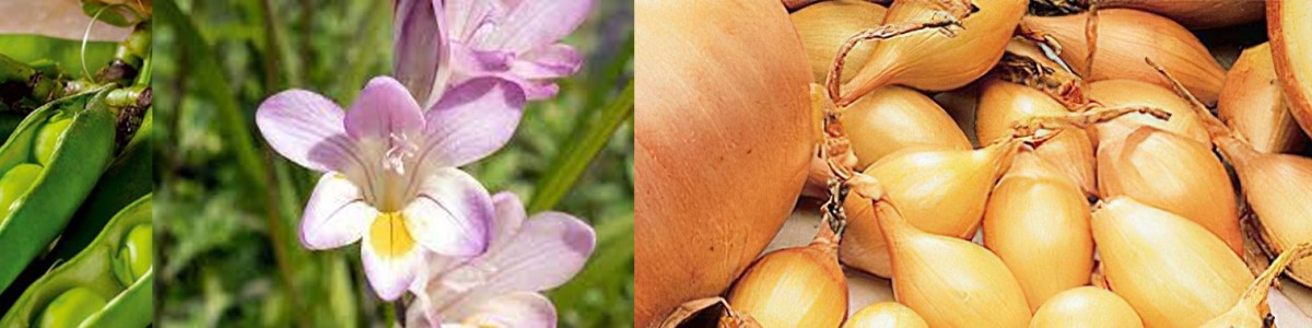onions onions